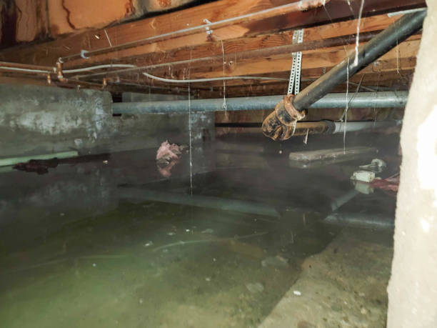 Best Water damage cleanup near me  in Kirkwood, MO
